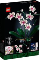 Orchidee