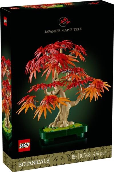 Japanischer Roter Ahorn – Bonsai-Baum