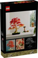 Japanischer Roter Ahorn – Bonsai-Baum