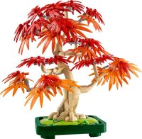 Japanischer Roter Ahorn – Bonsai-Baum