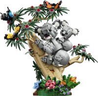 Wilde Tiere: Koala-Familie